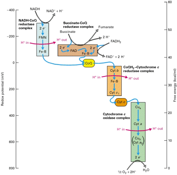Electron Transport Chain